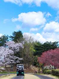 來日本 選對季節 處處是櫻花