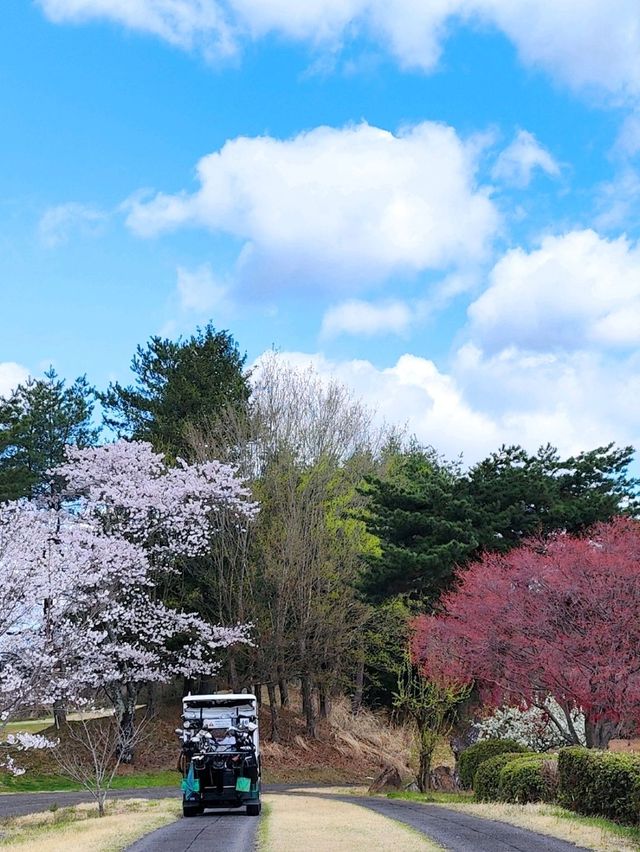 來日本 選對季節 處處是櫻花