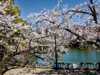 名古屋鶴舞公園，櫻花名所100選的賞櫻勝地