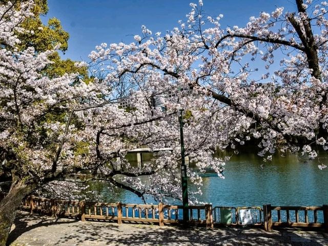 名古屋鶴舞公園，櫻花名所100選的賞櫻勝地
