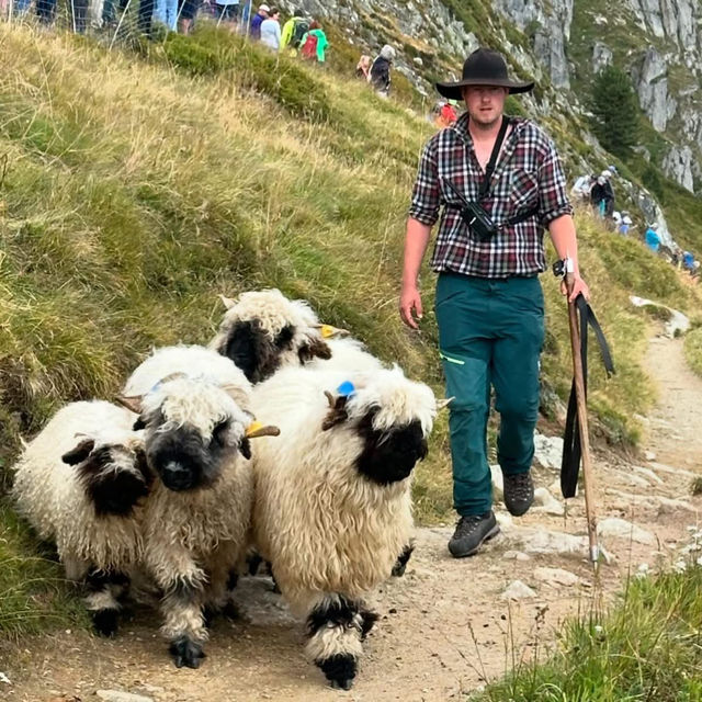 🏔️🔔 Alpine Magic at Gemmi Pass: My Day at the Shepherds’ Festival