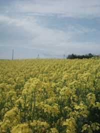 【宮城県大崎市】三本木地区の菜の花まつり