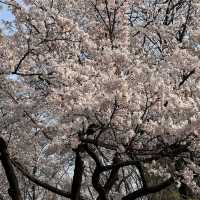 Seokchon Lake (Seoul)