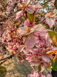 Spring Reflections in the City: A Stroll Through Kunming’s Green Lake Park