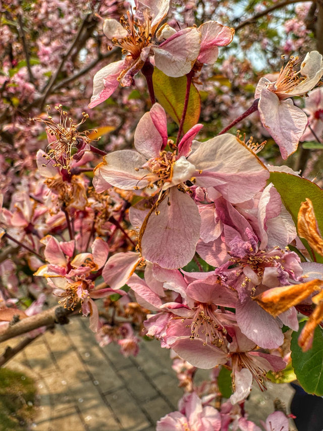 Spring Reflections in the City: A Stroll Through Kunming’s Green Lake Park