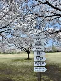 A Blossoming Oasis: Sakura Viewing at Hachinohe Park, Aomori