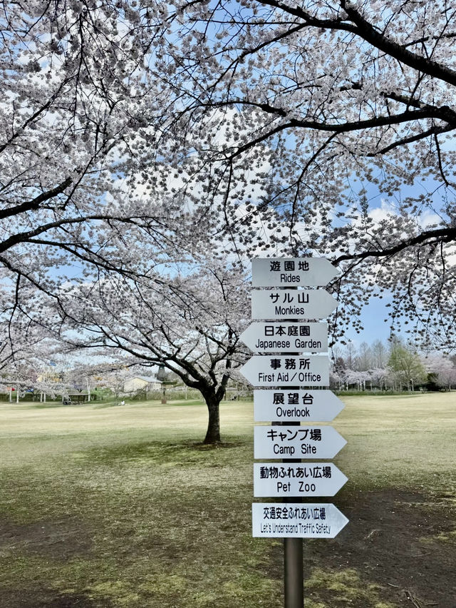 A Blossoming Oasis: Sakura Viewing at Hachinohe Park, Aomori