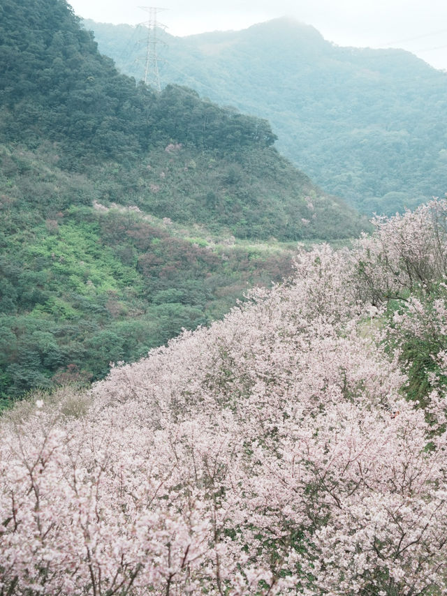 不用出國也能賞櫻！三峽大熊櫻花林夢幻花海必拍亮點