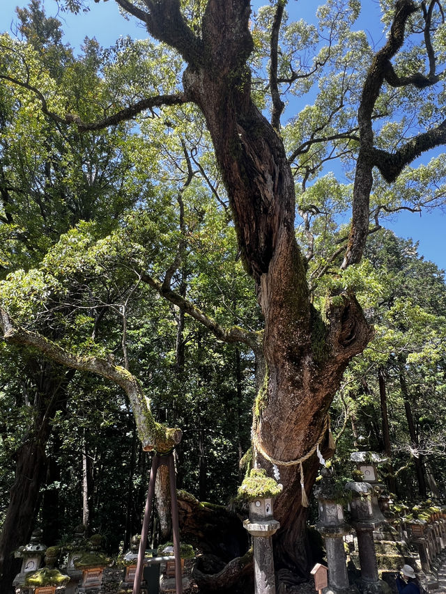 「鹿に会いに行くだけじゃ、もったいない🇯🇵✈️🌏