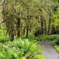 Hoh Rainforest – Olympic National Park, WA