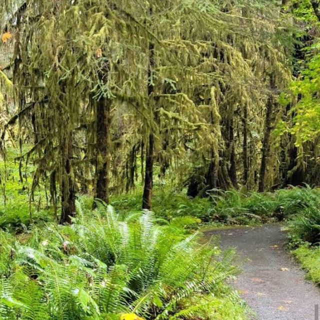 Hoh Rainforest – Olympic National Park, WA