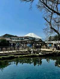 A Hidden Gem Near Mt. Fuji