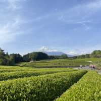 【静岡】富士山と茶畑が見れる絶景スポット🗻