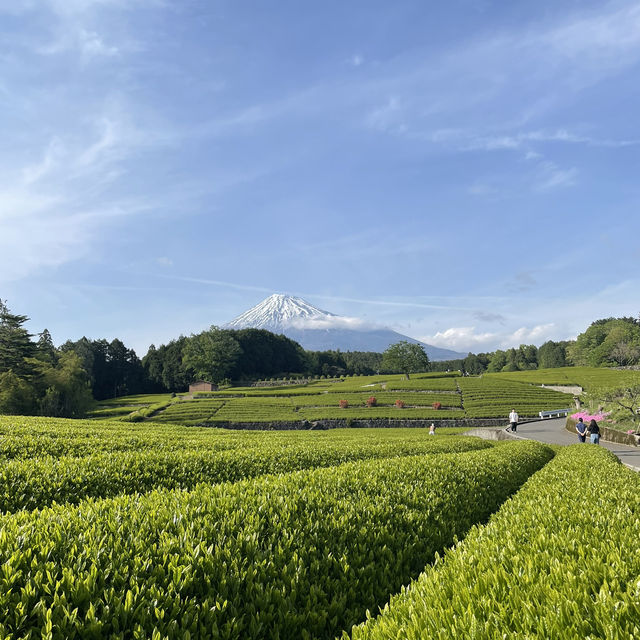 【静岡】富士山と茶畑が見れる絶景スポット🗻