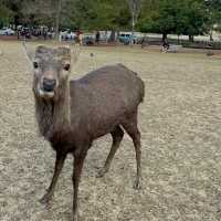 Just an Hour from Osaka: A Charming World of Deer, Temples & Tranquility