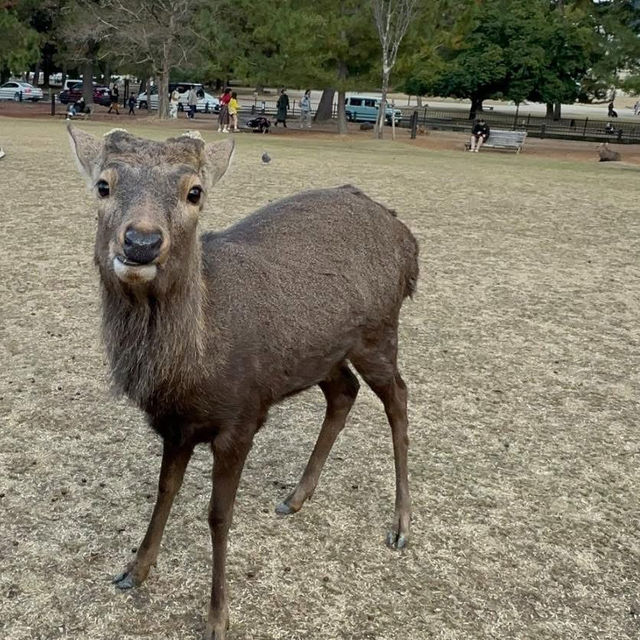 Just an Hour from Osaka: A Charming World of Deer, Temples & Tranquility