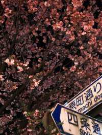 Kyoto's Night Cherry Blossoms 🌸✨