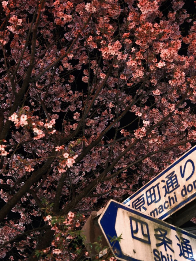 Kyoto's Night Cherry Blossoms 🌸✨