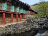 Cherry Blossom Templestay