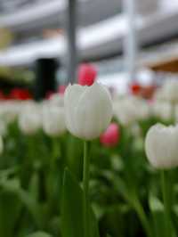 สวนดอกไม้เมืองหนาว