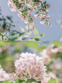 Xihai Wetland Park | A Hidden Gem in Full Bloom