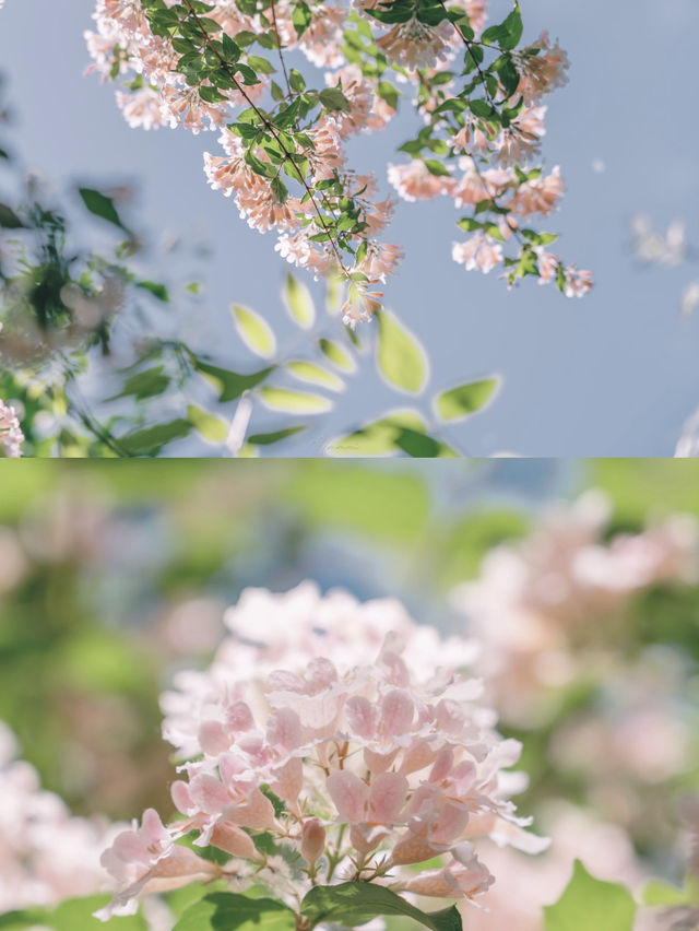 Xihai Wetland Park | A Hidden Gem in Full Bloom