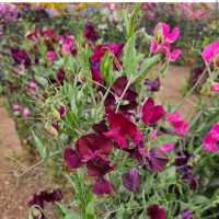 Carlsbad Flower Fields – Carlsbad, CA