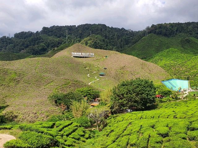 1 week chilling in Cameron Highlands