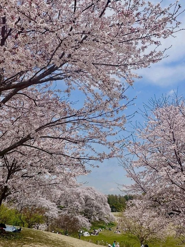 Nature Walks at Negishi Forest Park