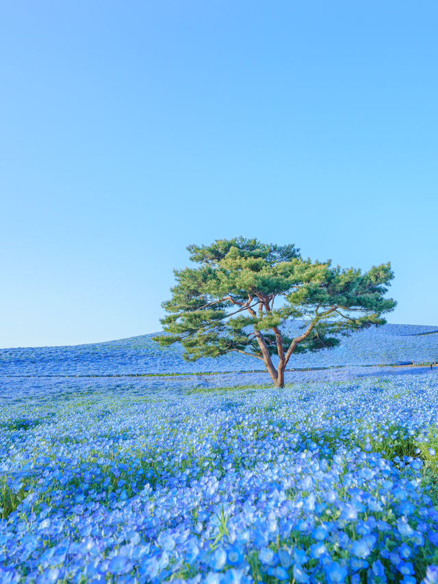 茨城県　ネモフィラとチューリップ