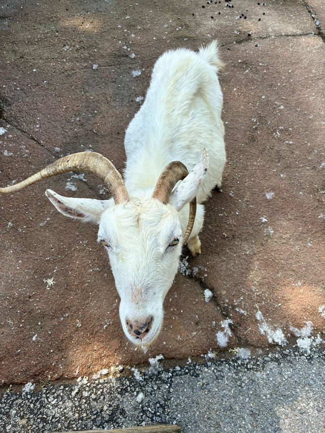 アルパカワールド！動物と触れ合える！
