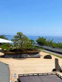 【熱海】今が見ごろ🌹✨ 熱海の絶景バラ園で癒されよう💘