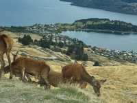 🇳🇿鈕西蘭 皇后鎮輕鬆漫步 + Fergburger + Deer Park Heights 🏙️