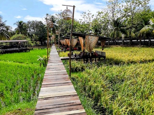 蘭卡威 | 稻米博物館 Muzium Laman Padi，體驗種植水稻的樂趣
