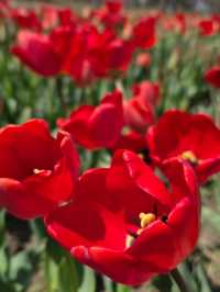 Tulips in Bloom @ Gucun Park
