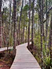 Kauri Glen Reserve｜奧克蘭北岸的原生森林秘境