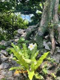 《沖繩世界遺產》今歸仁城跡：走訪北部山海間的琉球古城