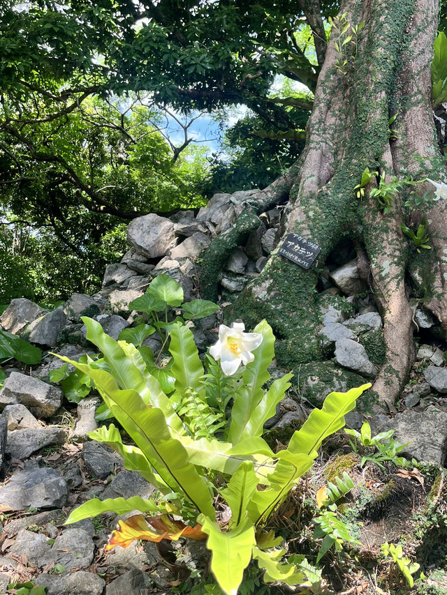 《沖繩世界遺產》今歸仁城跡：走訪北部山海間的琉球古城