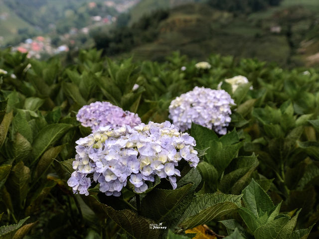 Moana Sapa Coffee จุดเช็คอินซาปาสุดสวย