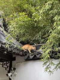 A place so peaceful even the cats seem to meditate — Xiyuan Temple