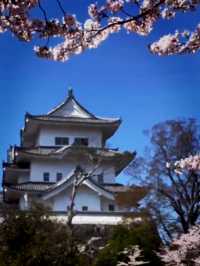 Blossoms and Blades at Igaryu Ninja Museum