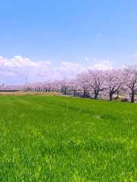 ┃兵庫稲美町┃1キロ続く曇川の桜