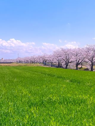 Hyogo Inami Town: 1-Kilometer Cherry Blossom Path