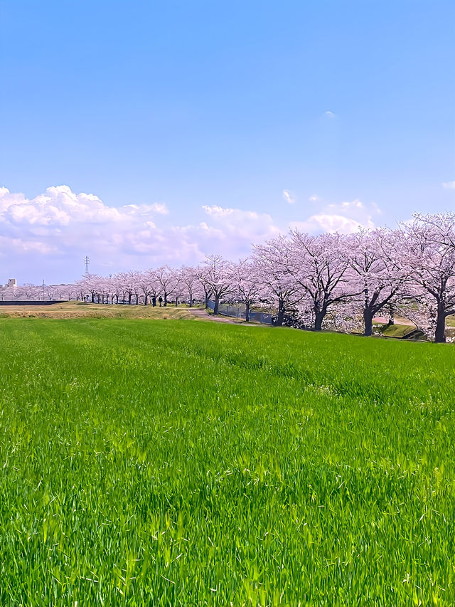 ┃兵庫稲美町┃1キロ続く曇川の桜