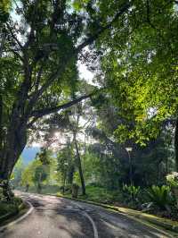 A Tranquil Green Stroll to End the Day at Penang Botanical Garden