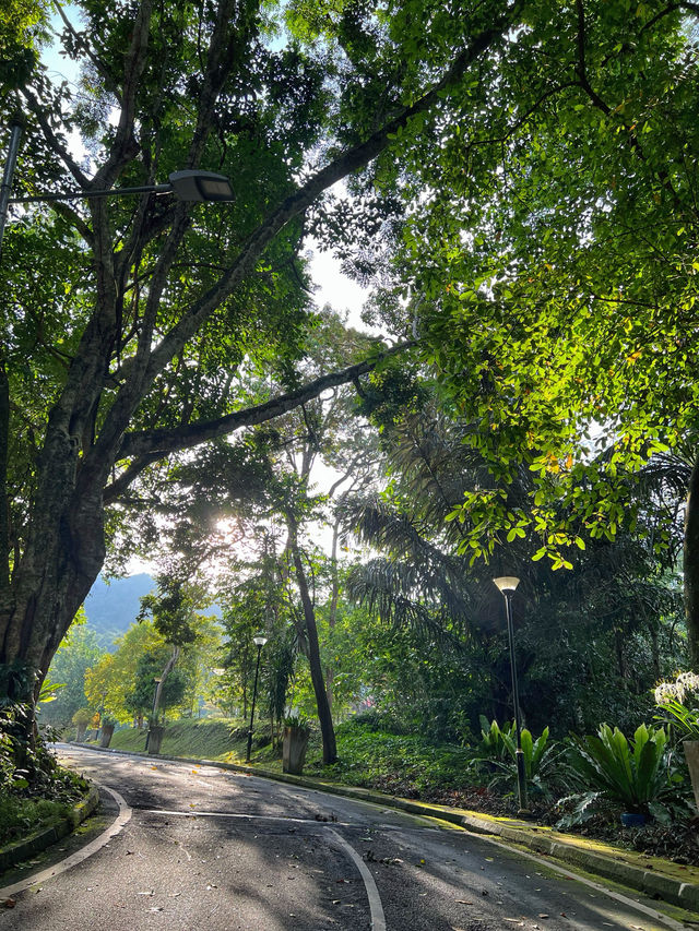 A Tranquil Green Stroll to End the Day at Penang Botanical Garden