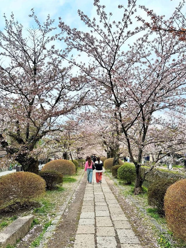 【京都観光】　哲学の道