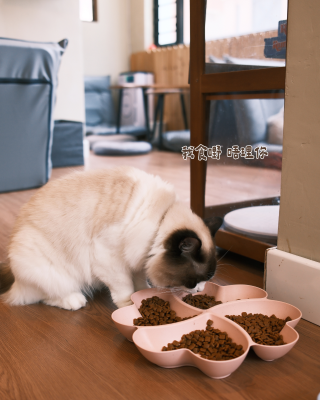 貓奴必去！旺角最chill貓咖體驗🐱