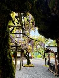 京都｜天狗守護的鞍馬山 三位一體尊天信仰造就鞍馬寺的獨特