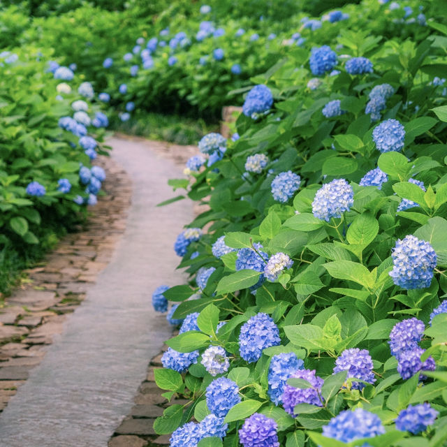 端午來莫干山才是正確的選擇🏞️